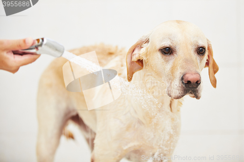 Image of Dog in bathroom