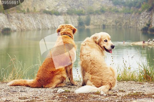 Image of Two golden retriever dogs