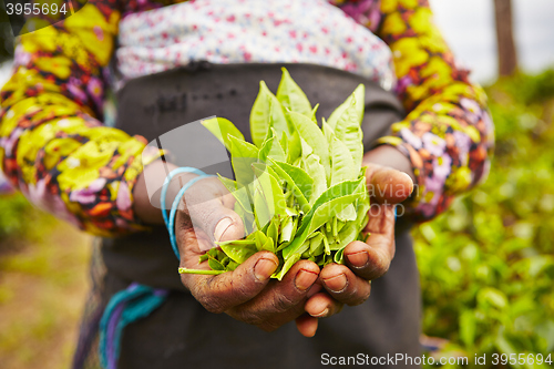 Image of Tea plantation