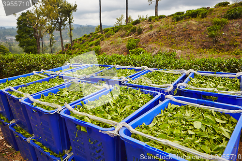 Image of Leaves of tea in boxes