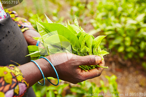 Image of Tea plantation