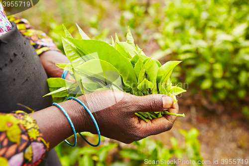 Image of Tea plantation