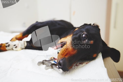 Image of Ill dog in the veterinary clinic