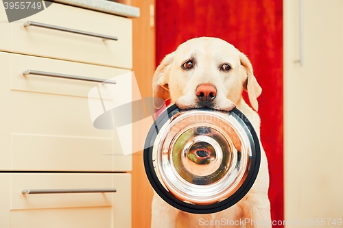 Image of Dog is waiting for feeding.