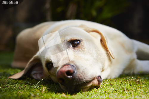 Image of Tired dog