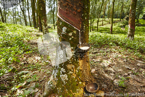 Image of Rubber tree