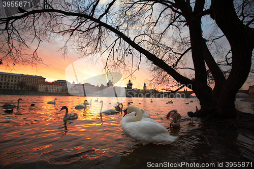 Image of Swans in the city