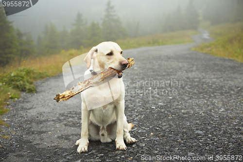 Image of Dog with stick