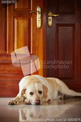 Image of Dog at home