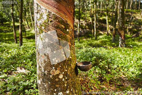 Image of Rubber tree