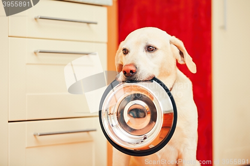 Image of Dog is waiting for feeding.