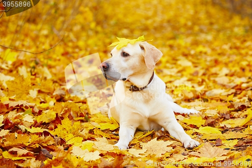 Image of Dog in autumn