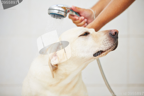 Image of Dog in bathroom