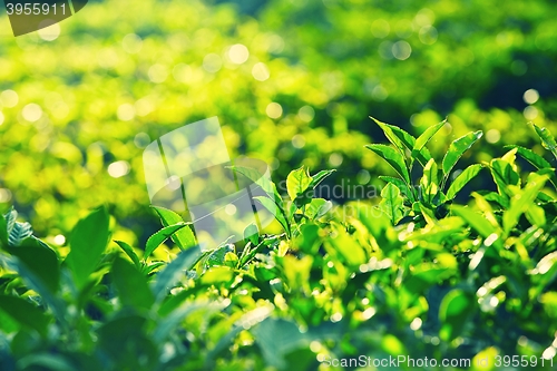 Image of Leaves of tea