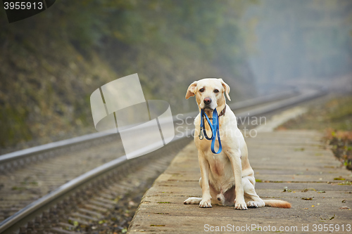 Image of Dog on the railway platform