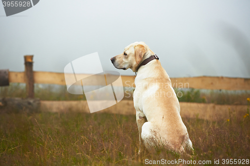 Image of Dog is waiting