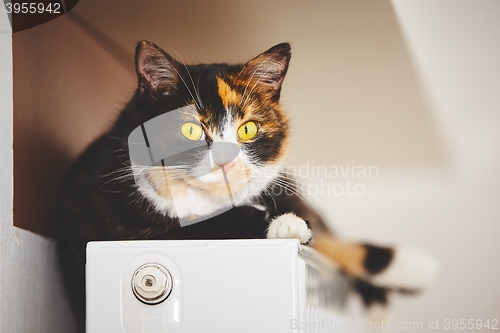 Image of Cat on the radiator