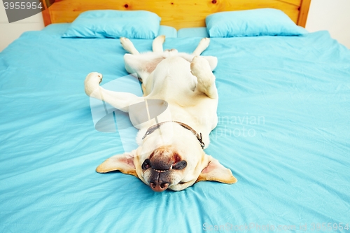 Image of Dog is lying on the bed 