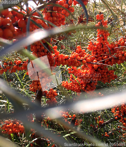 Image of Buckthorn