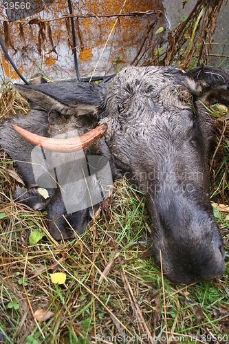 Image of dead elk