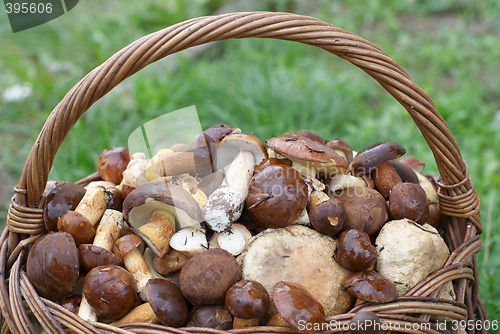 Image of Mushrooms in basket