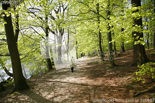 Image of Spring walk