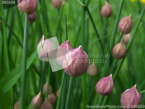 Image of Young garlic