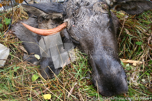 Image of dead elk