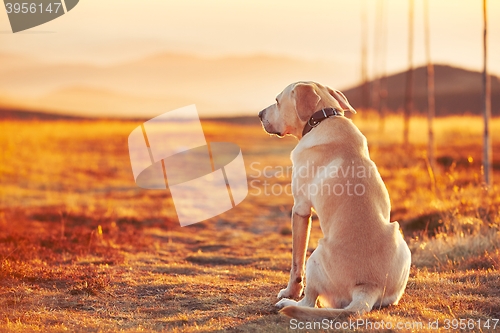 Image of Dog at the sunset