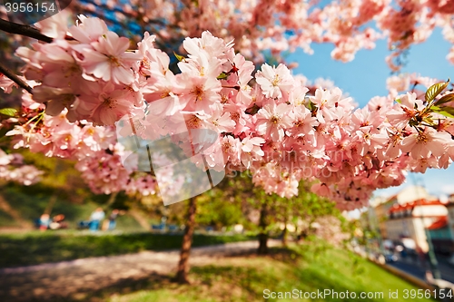 Image of Spring day in the city