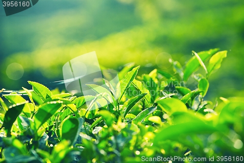 Image of Tea plantation