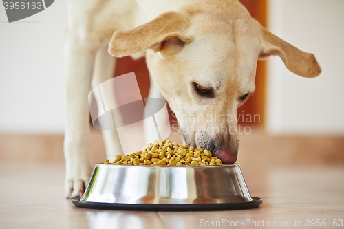 Image of Hungry dog