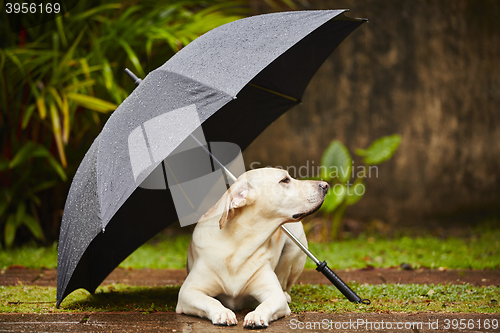 Image of Dog in rain
