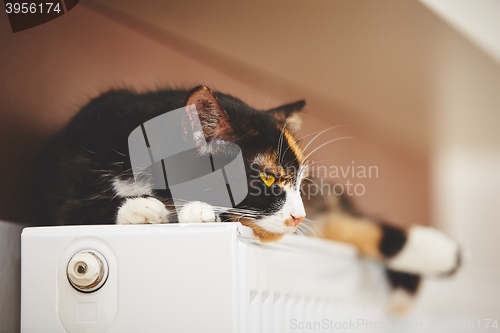 Image of Cat on the radiator