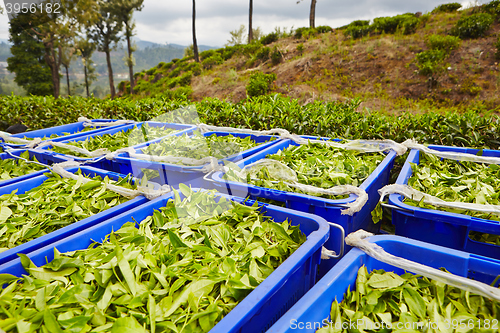 Image of Leaves of tea in boxes