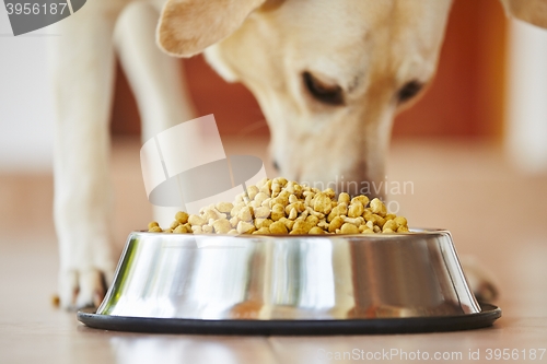 Image of Hungry dog