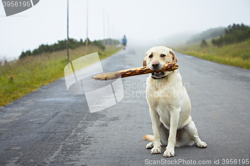 Image of Dog with stick