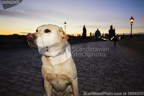 Image of Dog at the sunrise