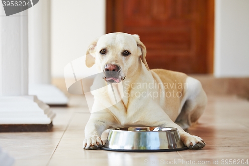 Image of Hungry dog