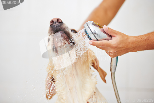 Image of Dog in bathroom