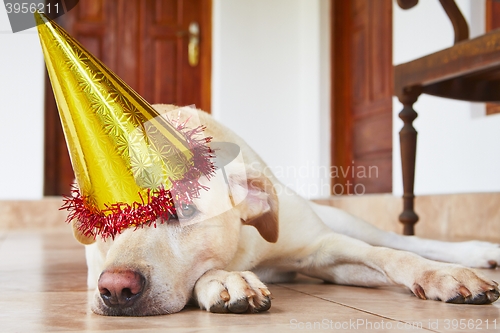 Image of Dog birthday party