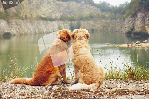 Image of Two golden retriever dogs