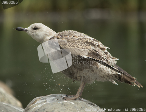 Image of Herring gull