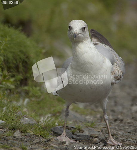 Image of Herring gull