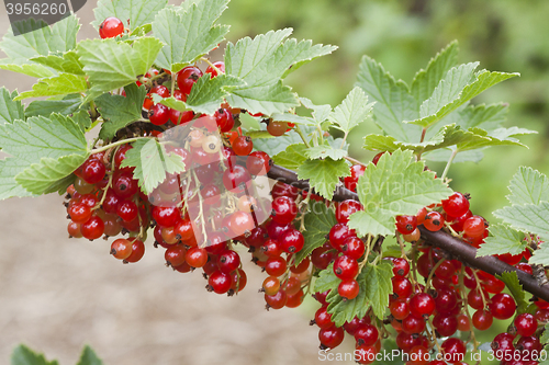 Image of red currants