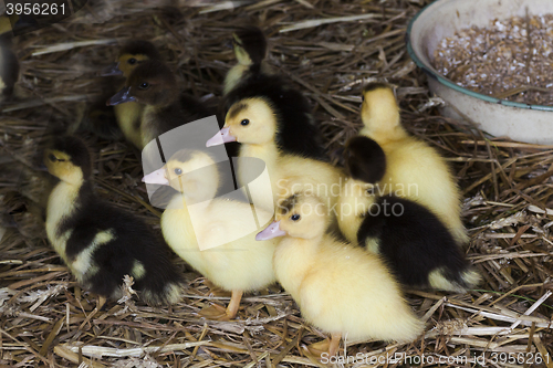 Image of ducklings