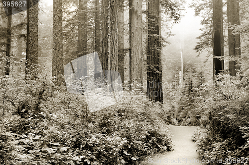 Image of California redwoods