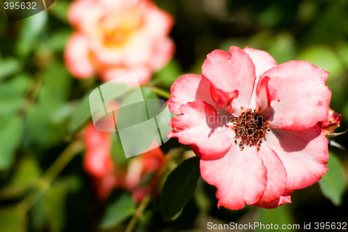 Image of Rose garden