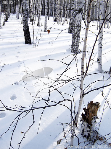 Image of   a piece of the winter forest