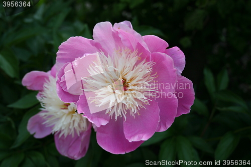 Image of Sarah Bernhardt peony